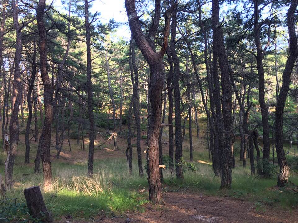 UpperViewofCampsitebyAndrew