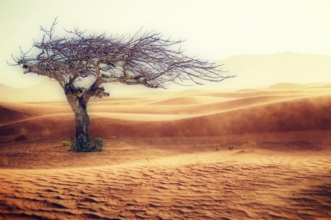 DeadTreeInDesert
