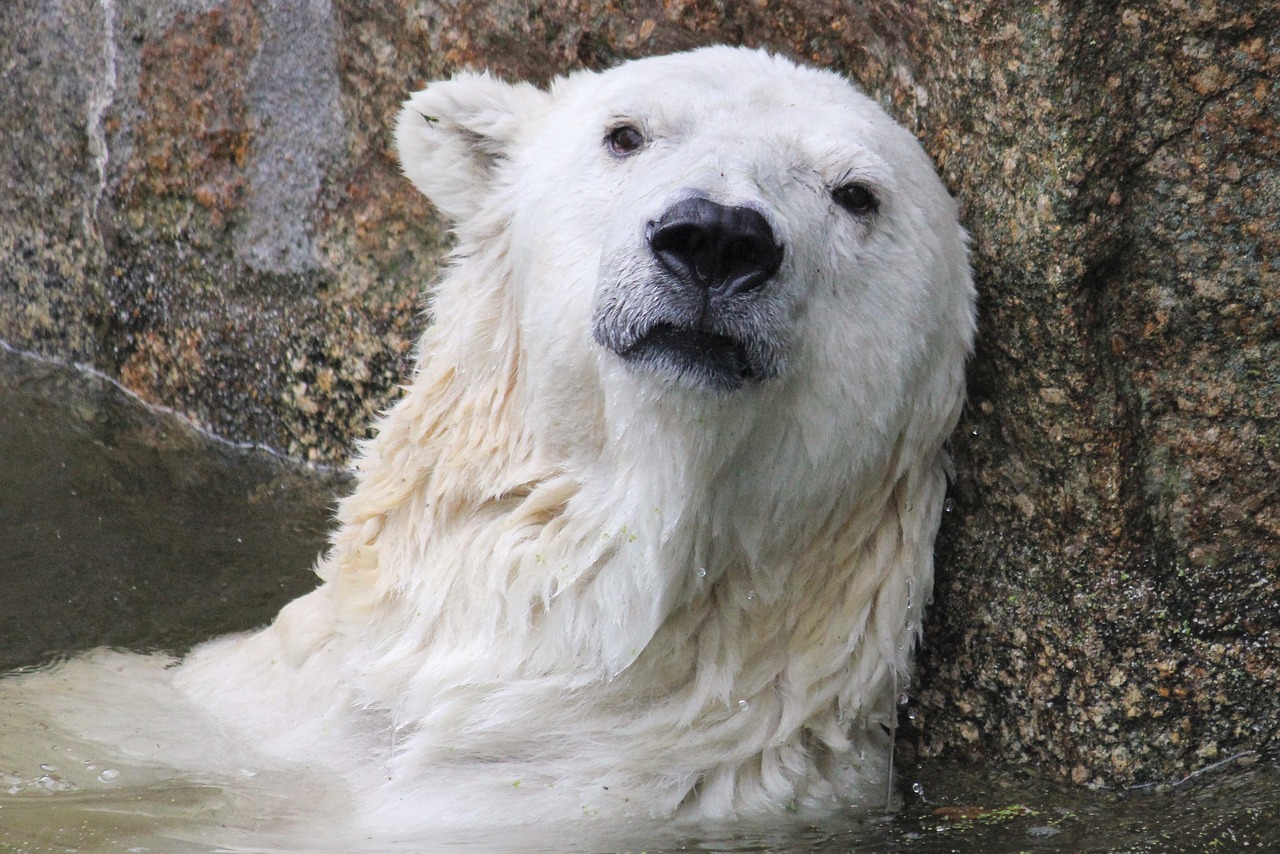 TiredPolarBear