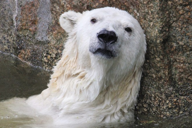 TiredPolarBear