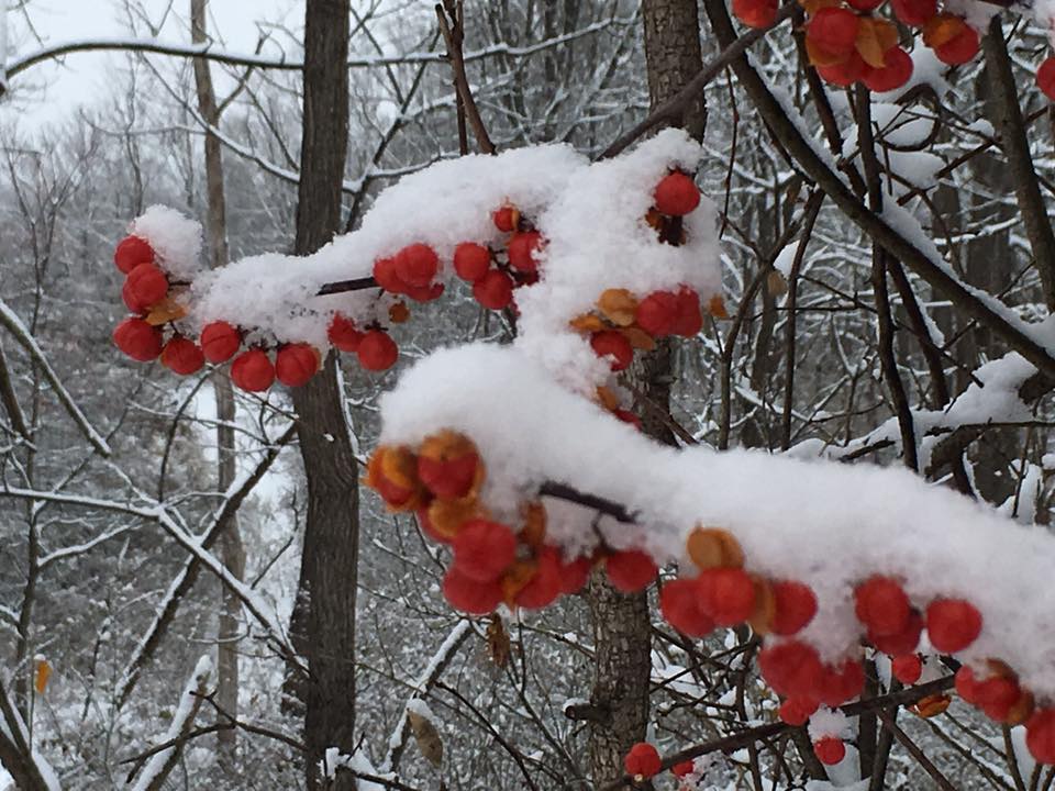BittersweetWithSnow