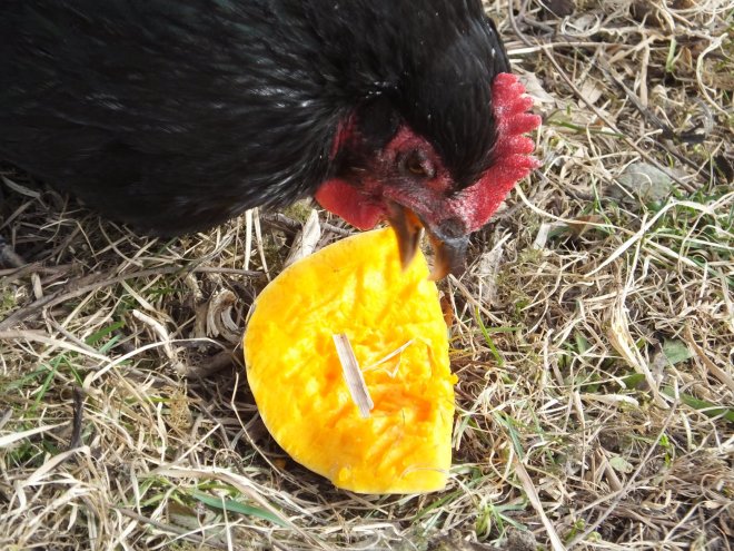 ChickenEatingSquash