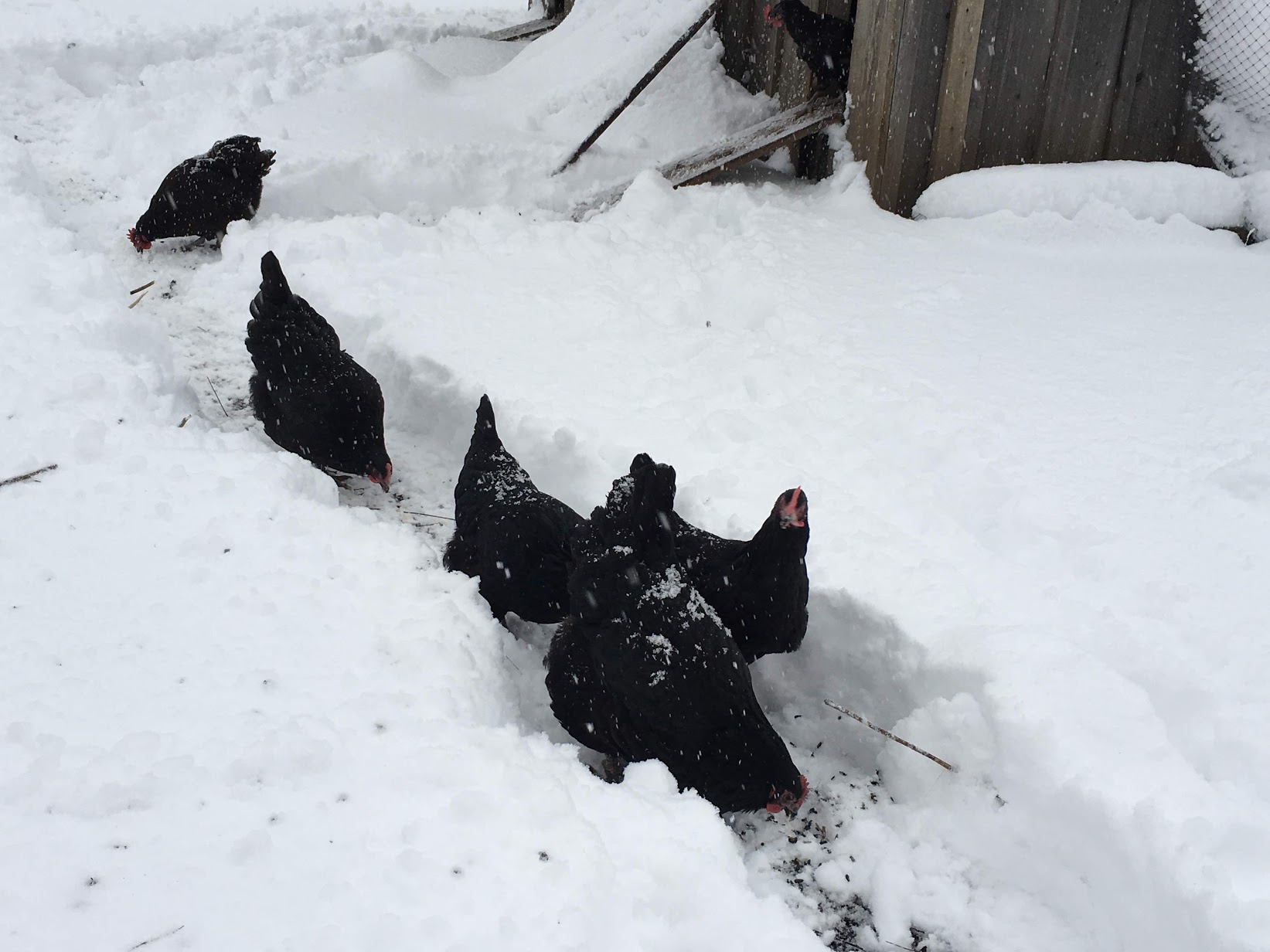 ChristianneChickens