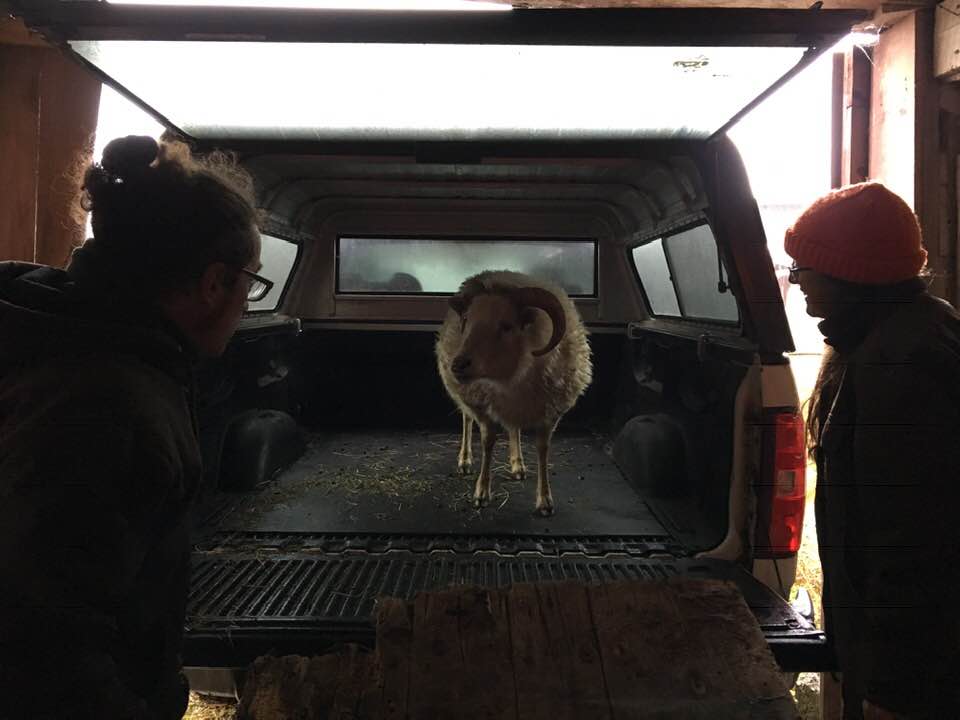 SheepArrivingInTruck