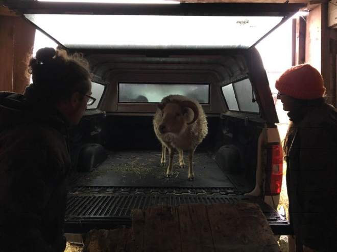 SheepArrivingInTruck