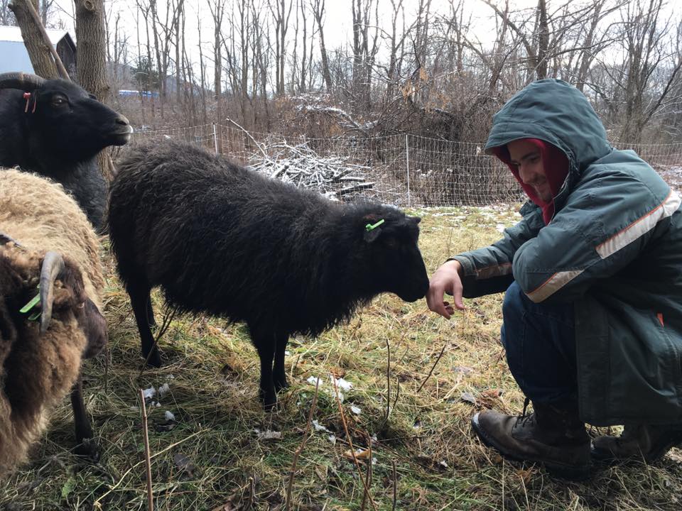 SheepSniffingJasper