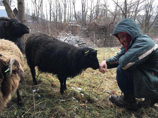 SheepSniffingJasper