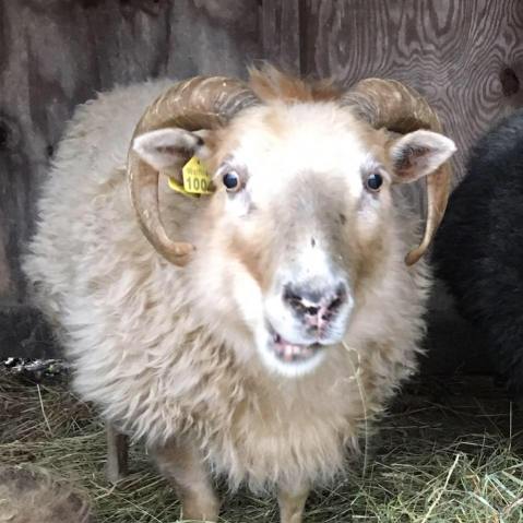 SheepWhiteCloseUp