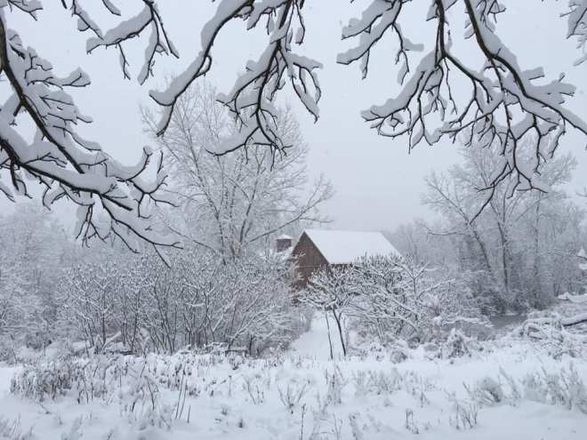 SnowBranchesBarn