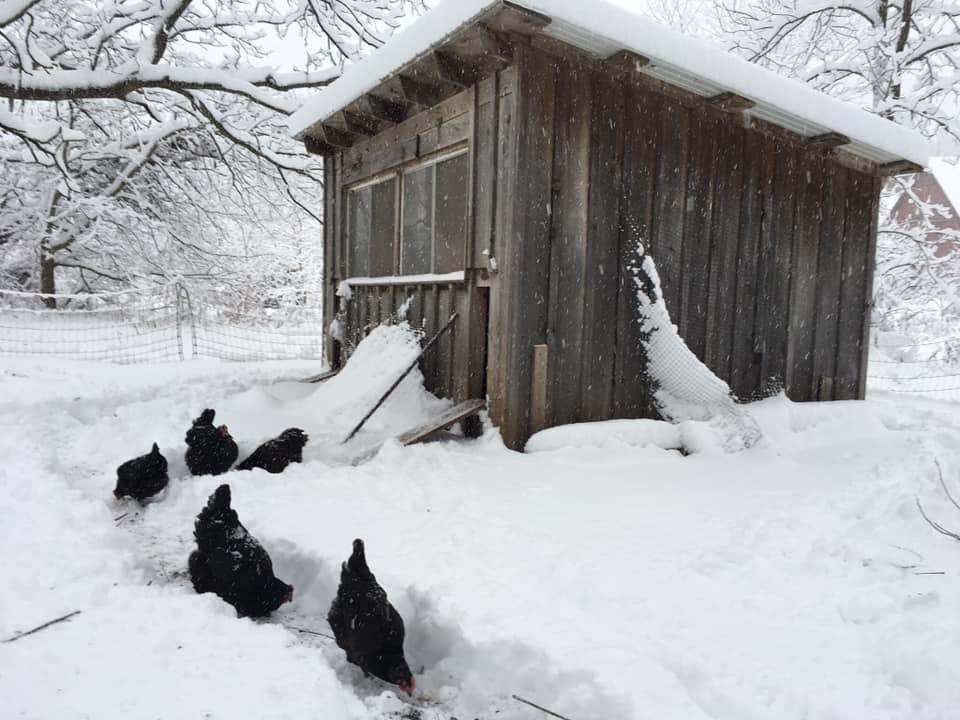 SnowChickens