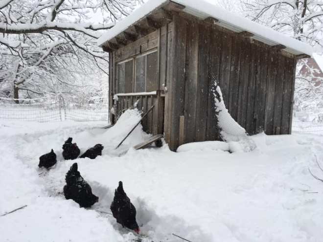 SnowChickens
