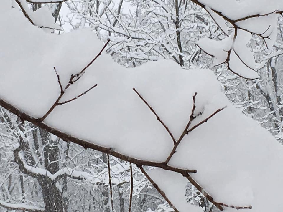 SnowonBranchesatFarm