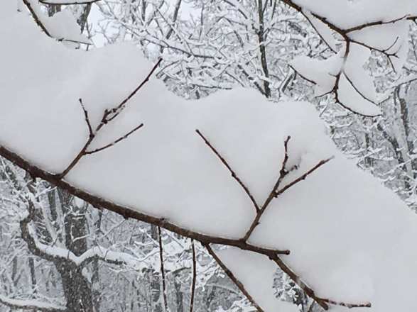 SnowonBranchesatFarm