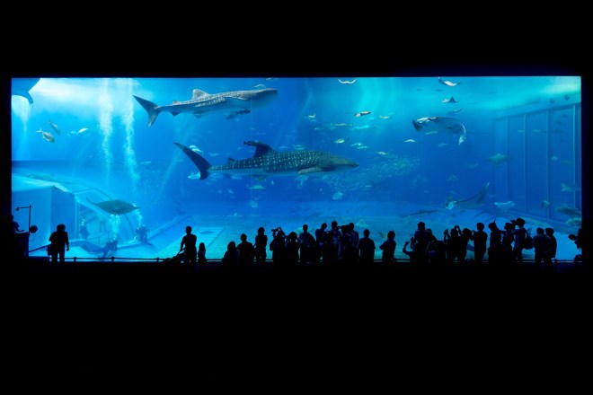 aquarium-725798_1920