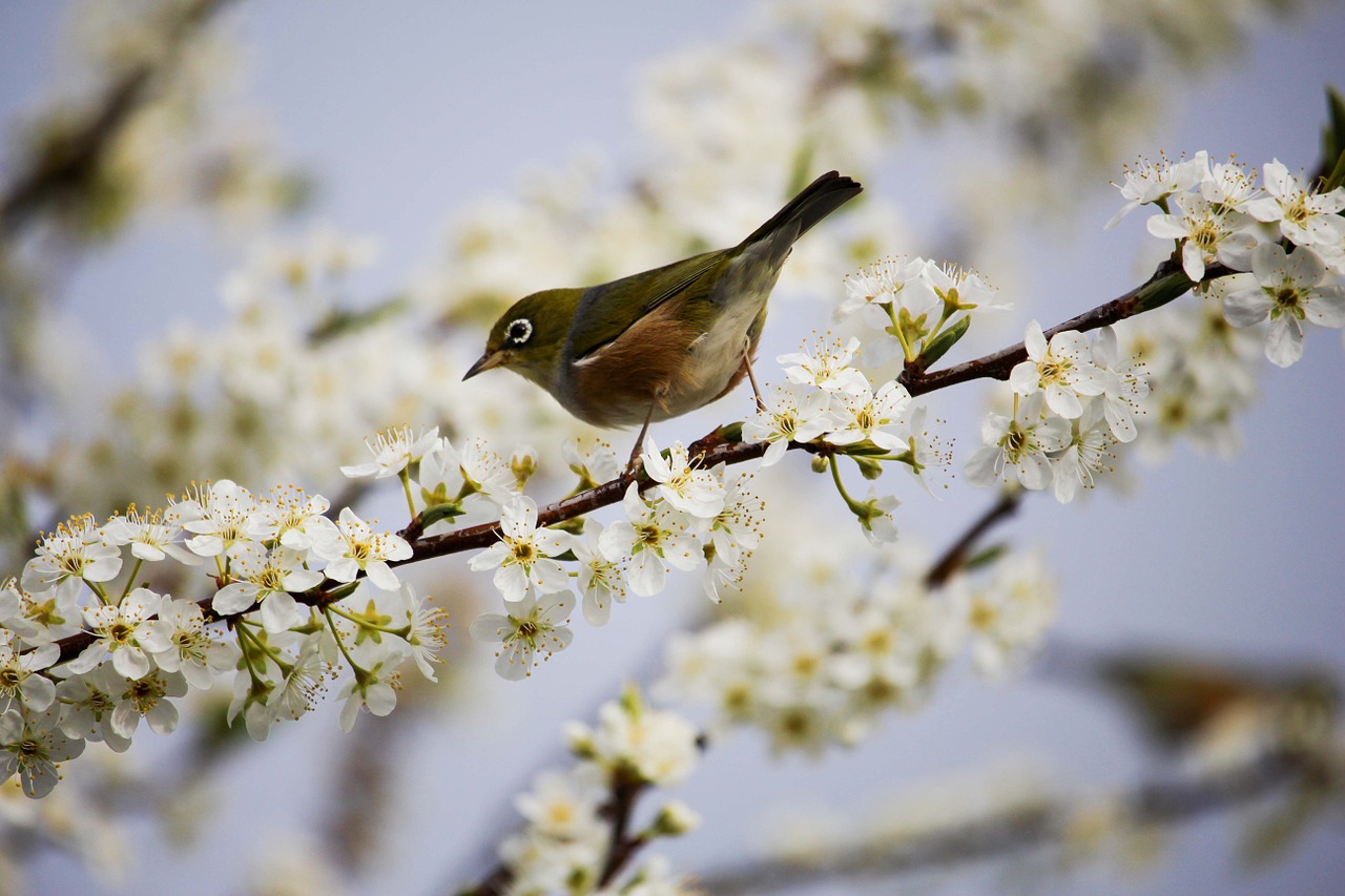 blossom-1324088_1280