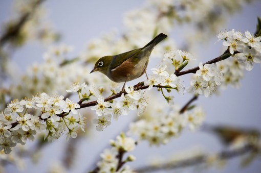 blossom-1324088_1280