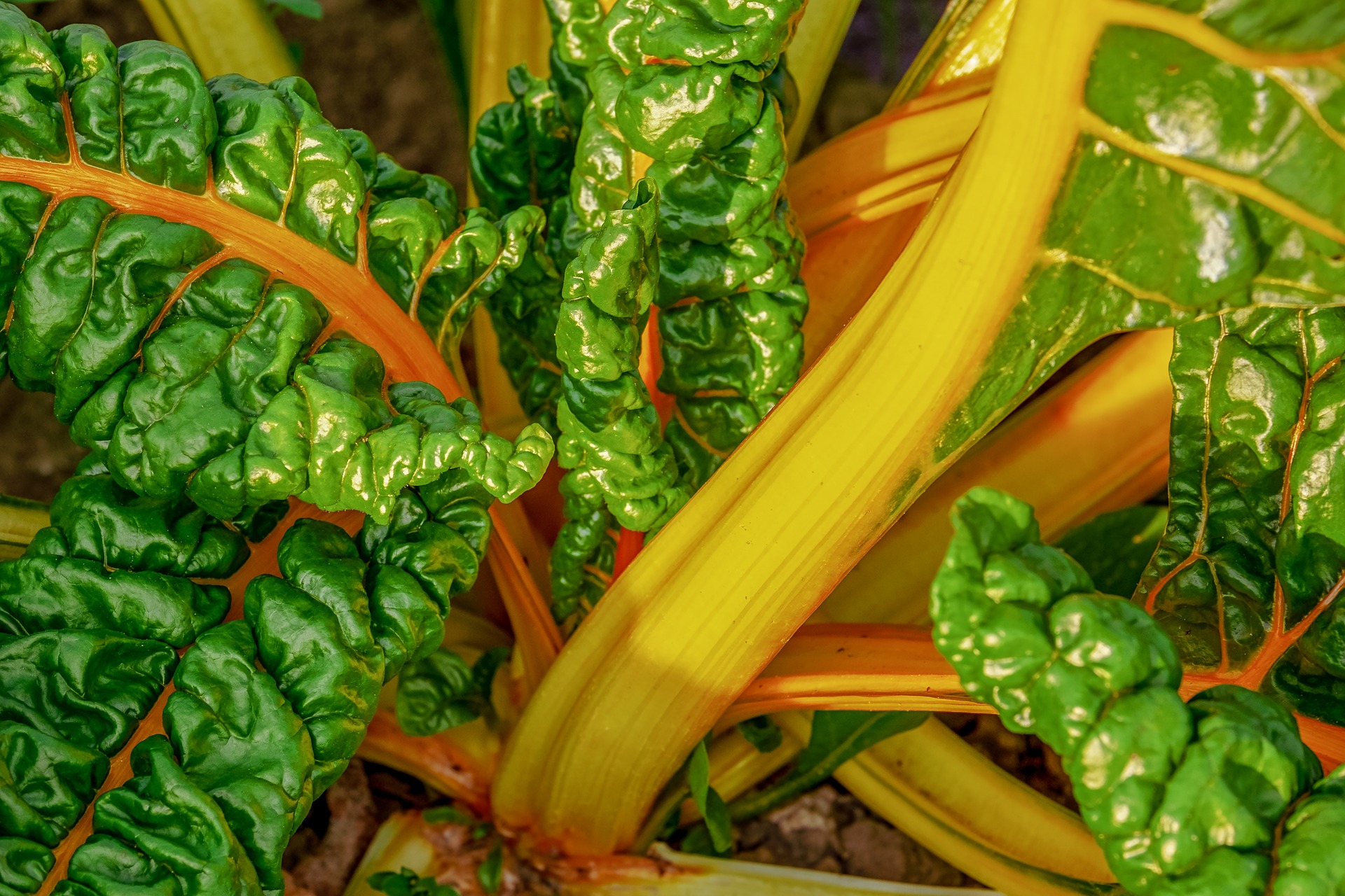 chard-3689659_1920