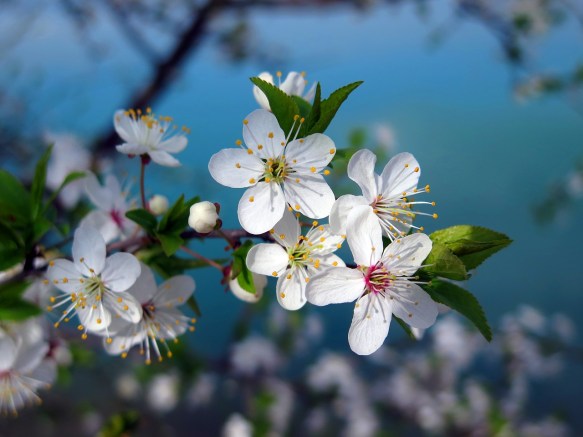 cherry-tree-3109879_1280