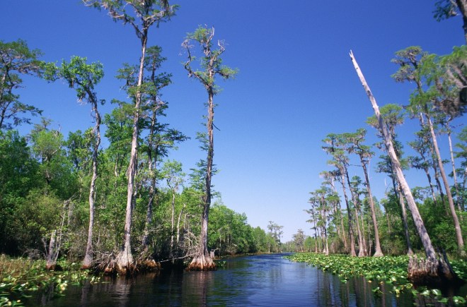 Georgia-Swamp-Okefenokee