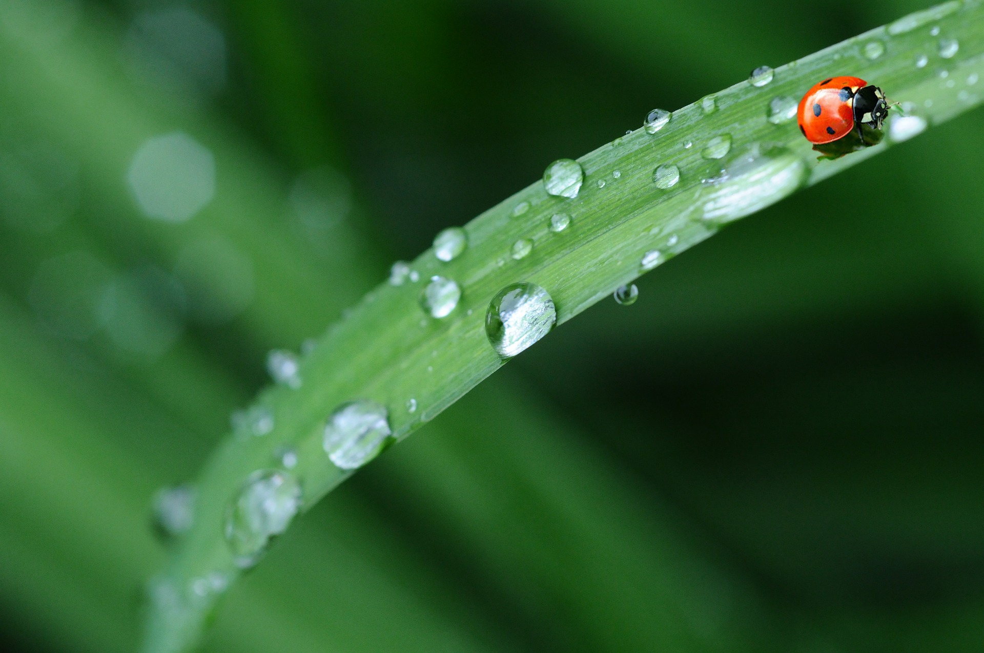 ladybug-574971_1920 (1)