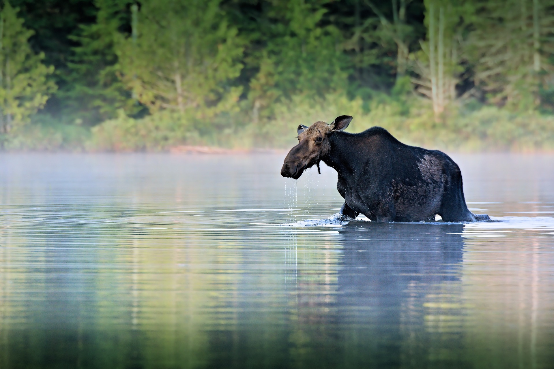 moose-1209665_1920