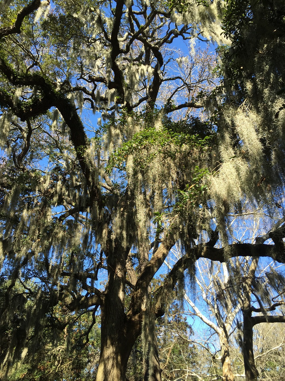 savannah-oaktree-moss