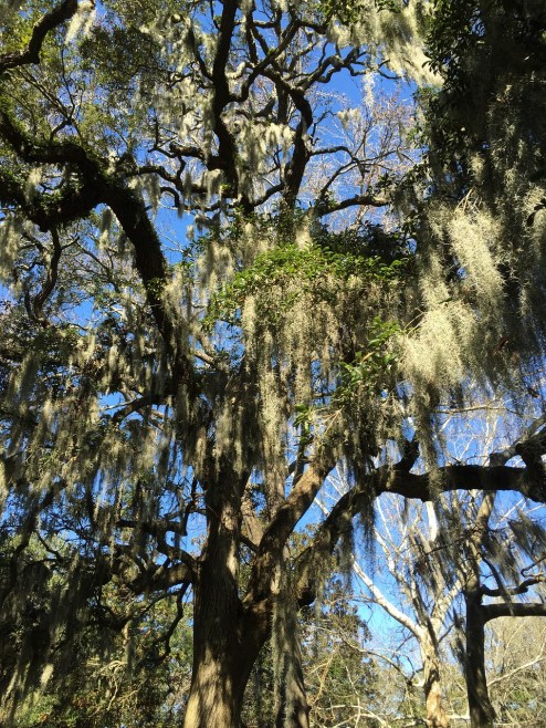 savannah-oaktree-moss