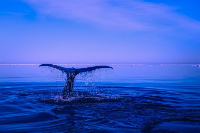 sea-2052650_1920
