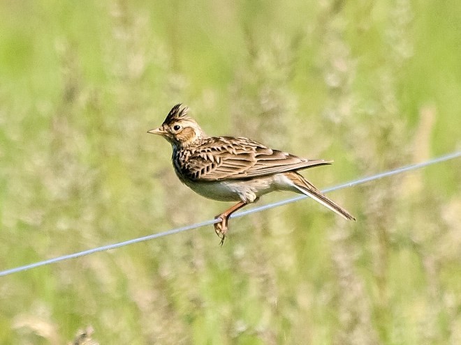 skylark1