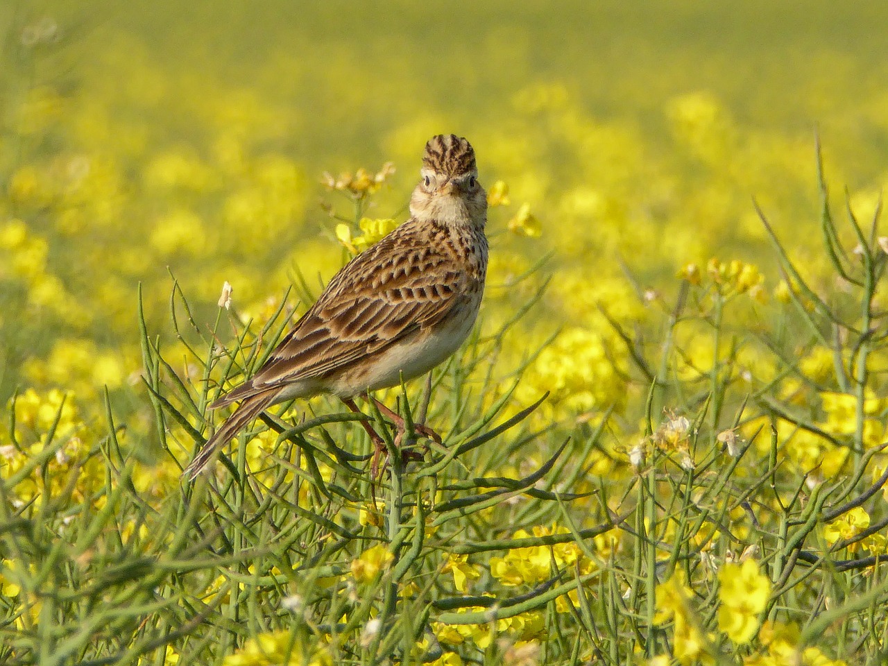 skylark2