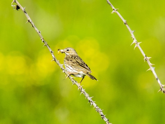 skylark3