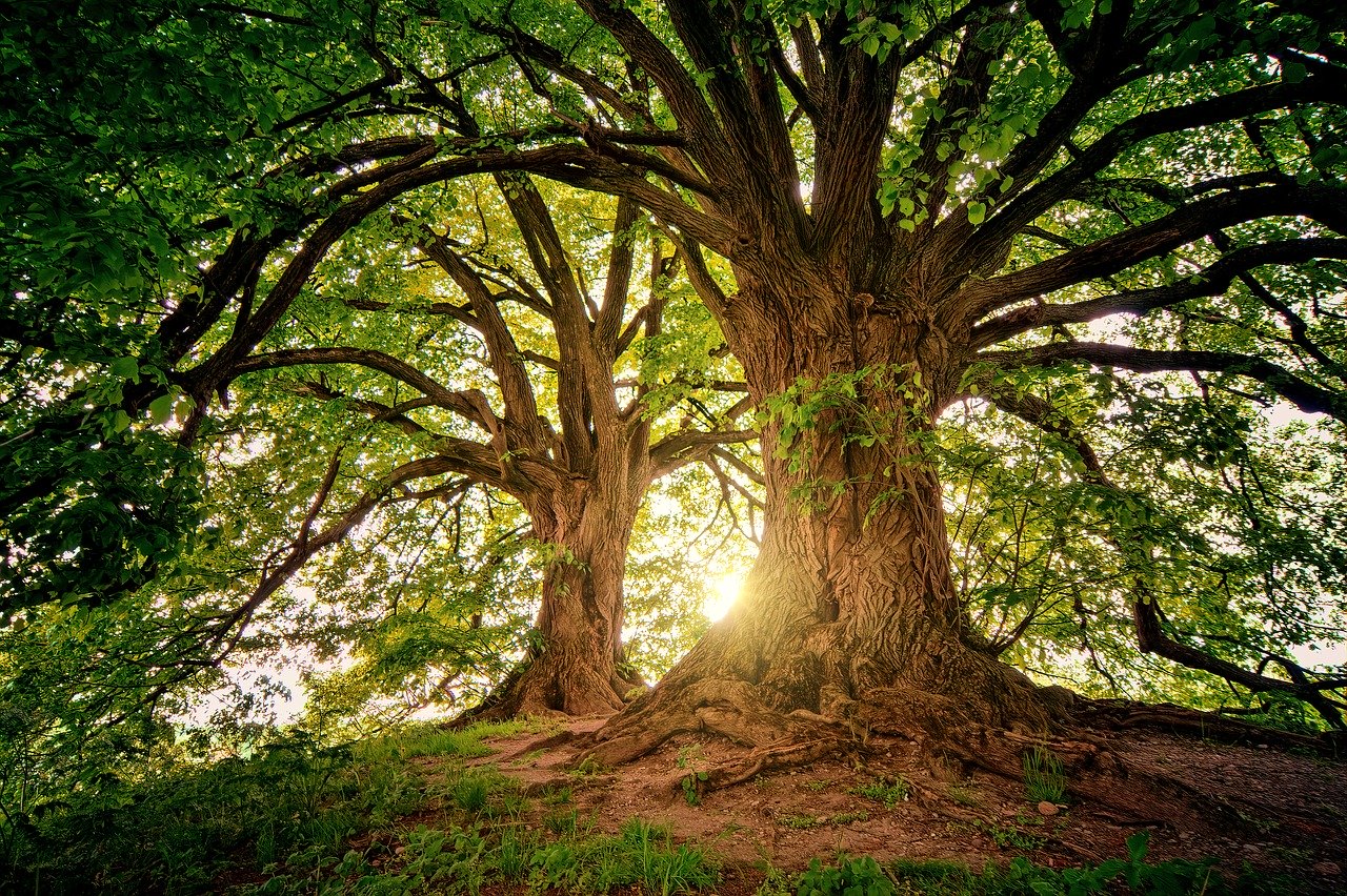 tree-3822149_1280