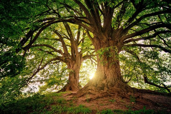tree-3822149_1280
