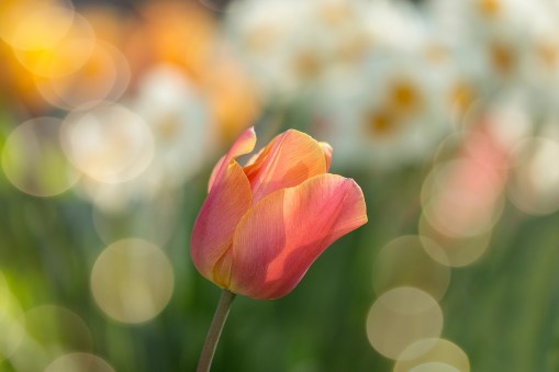 Tulip1