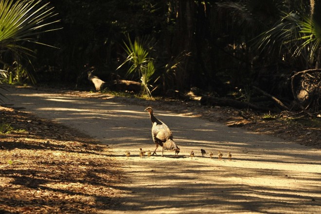 wild-turkeys-Georgia