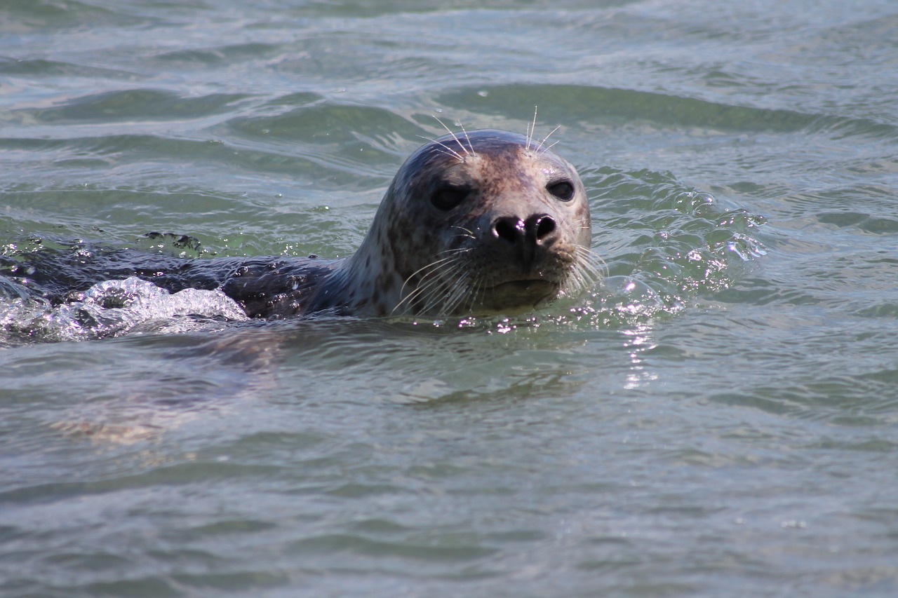 gray-seal-3930790_1280