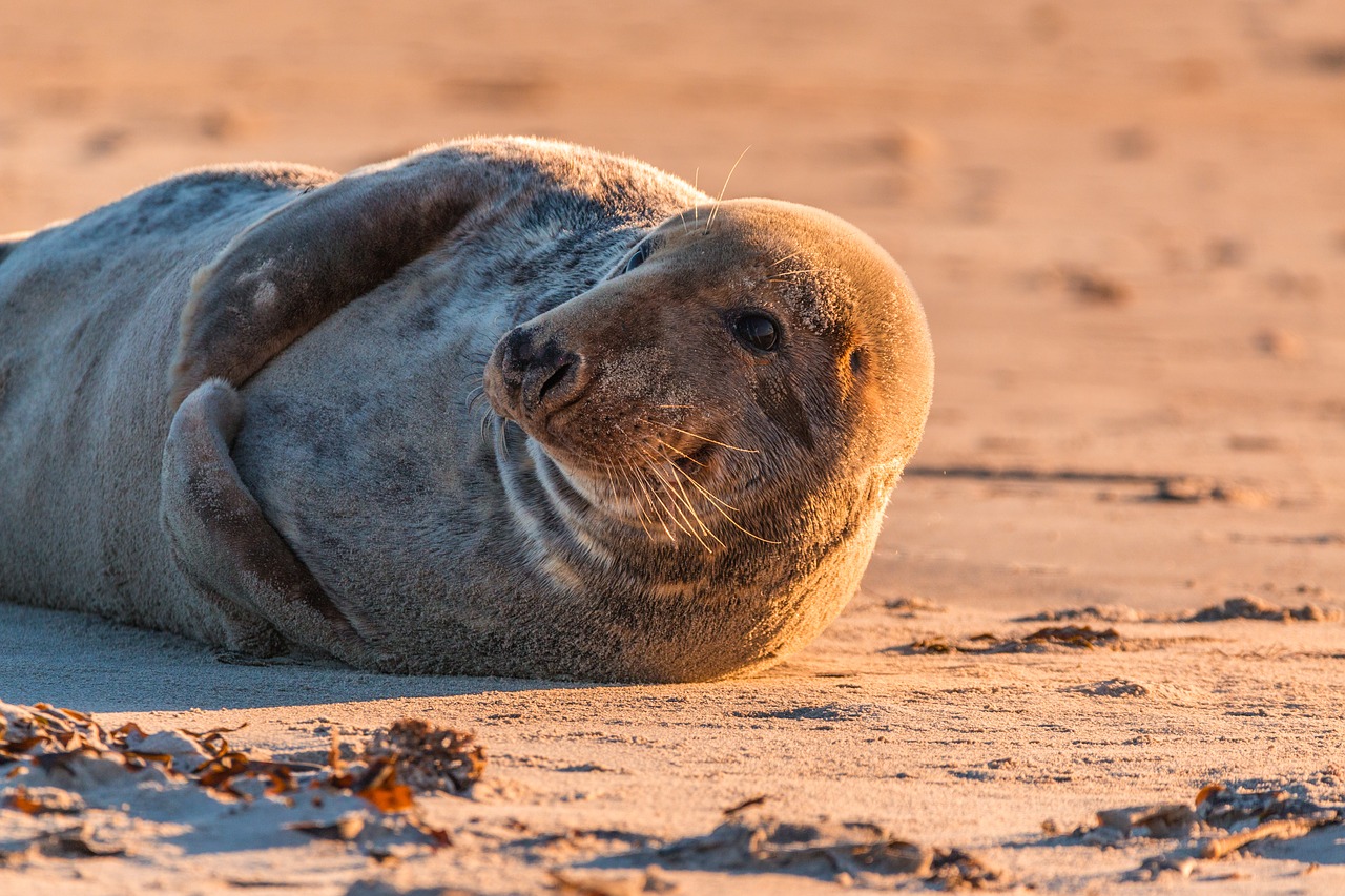 grey-seal