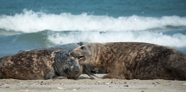 The Moon and Sand… and&nbsp;Seals!
