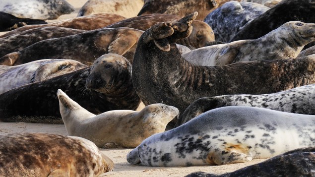 grey-seals-2230999_1280