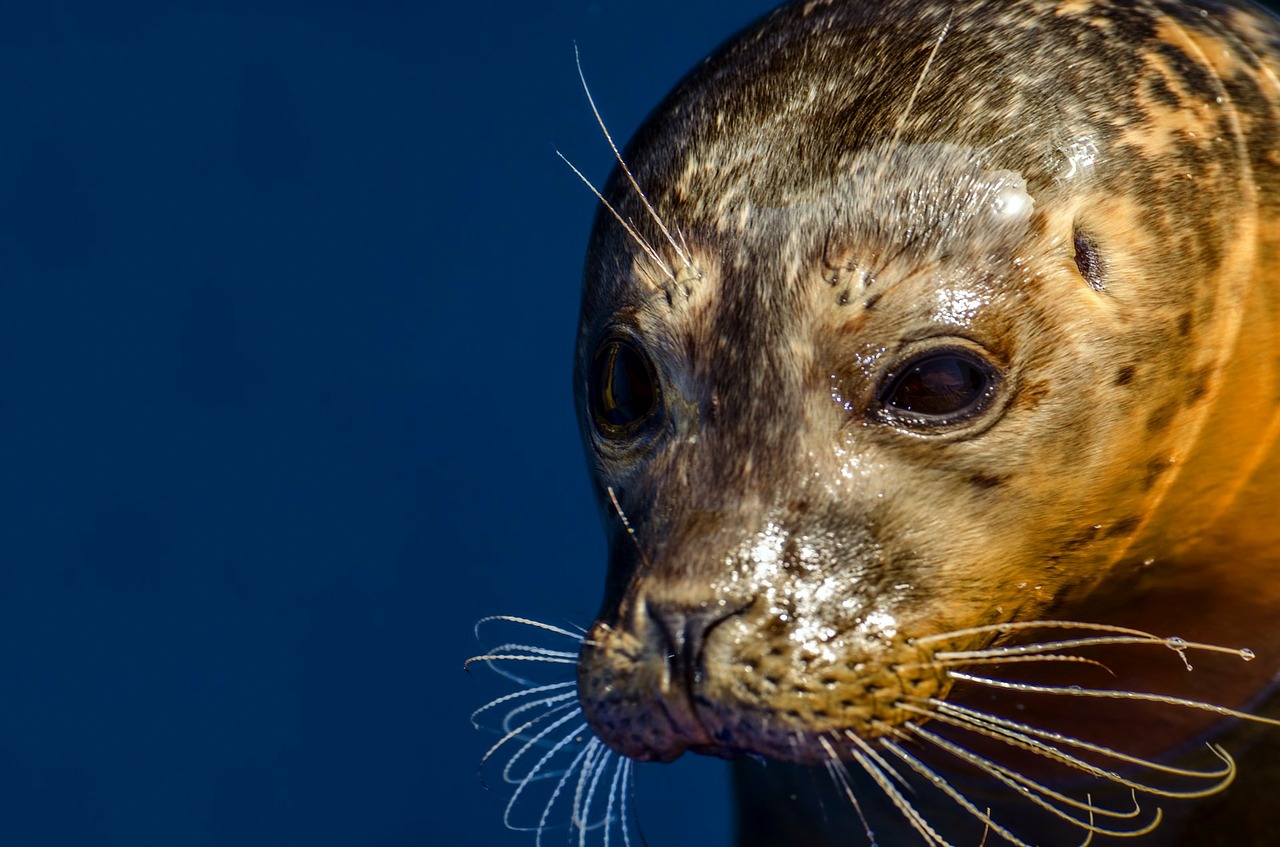 seal-314796_1280