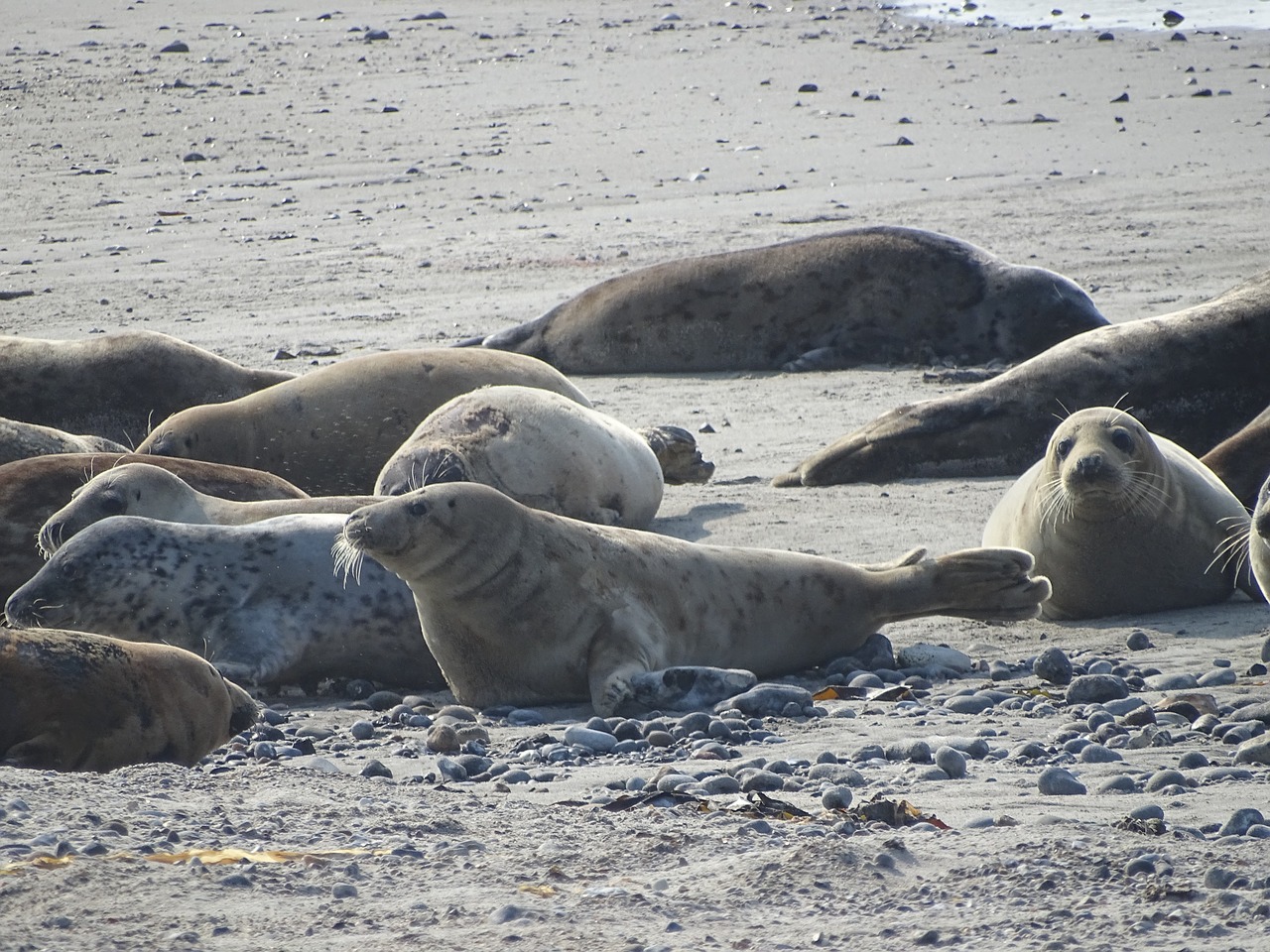 seal-3439325_1280