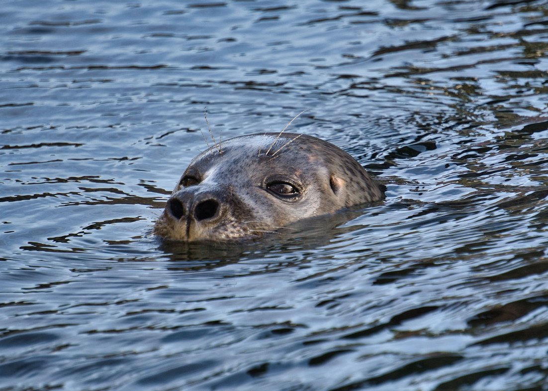 Seal1