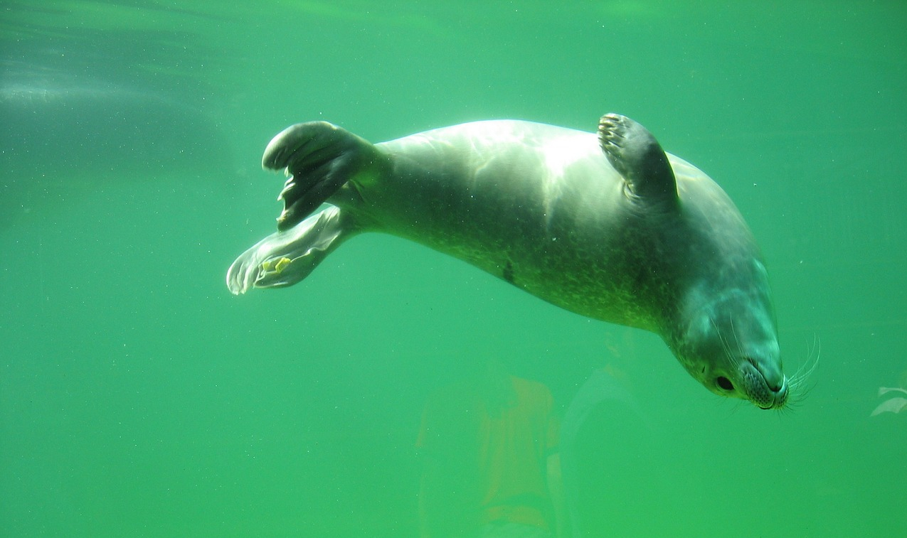 Seal3