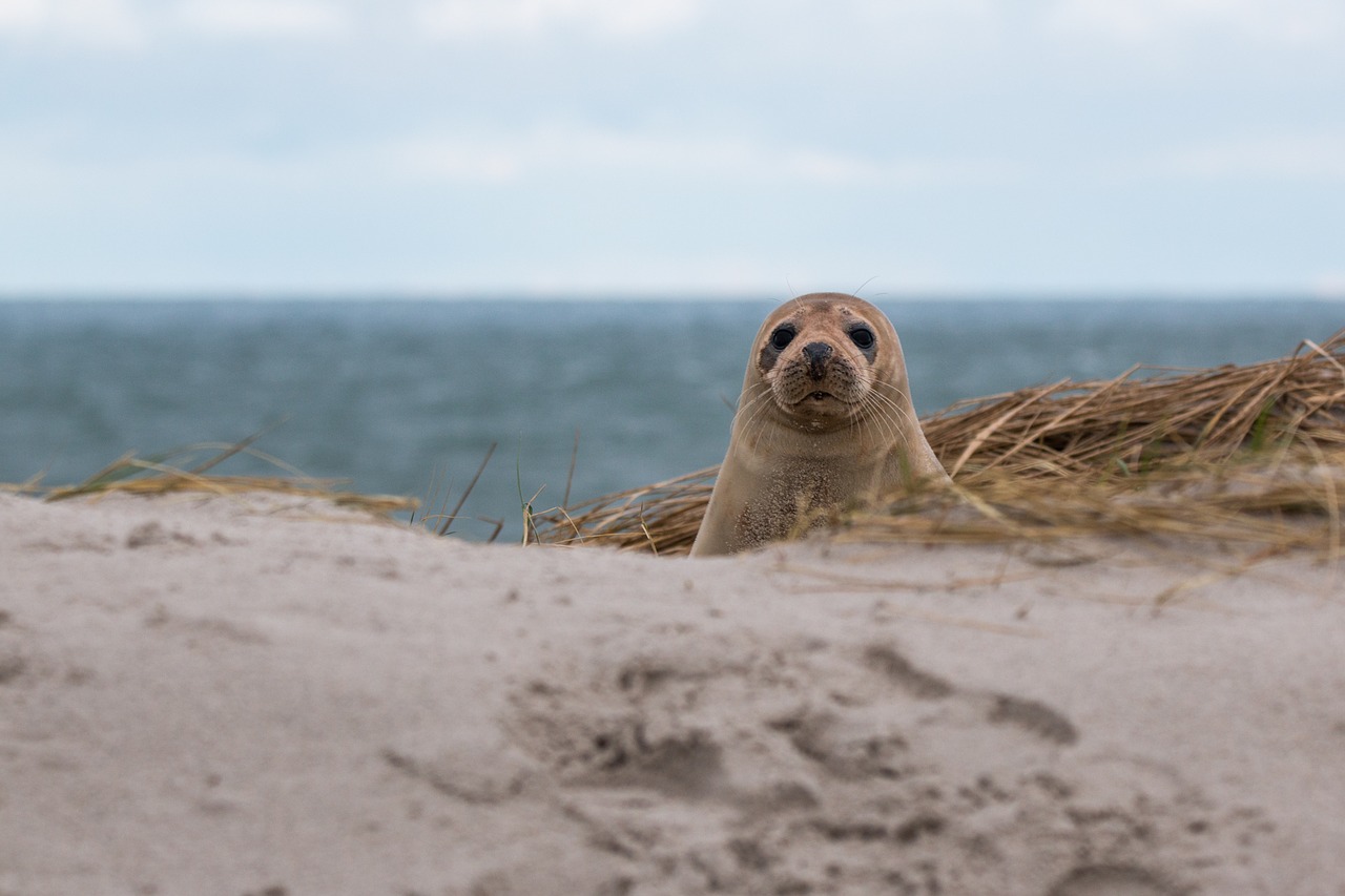 Seal4