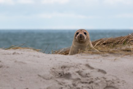Seal4