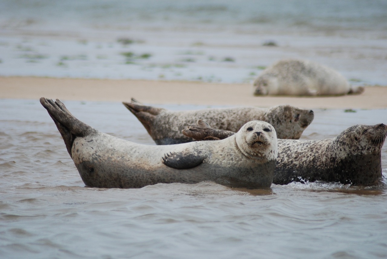 seals-2495244_1280
