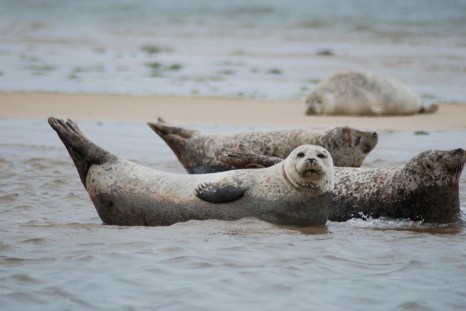 seals-2495244_1280