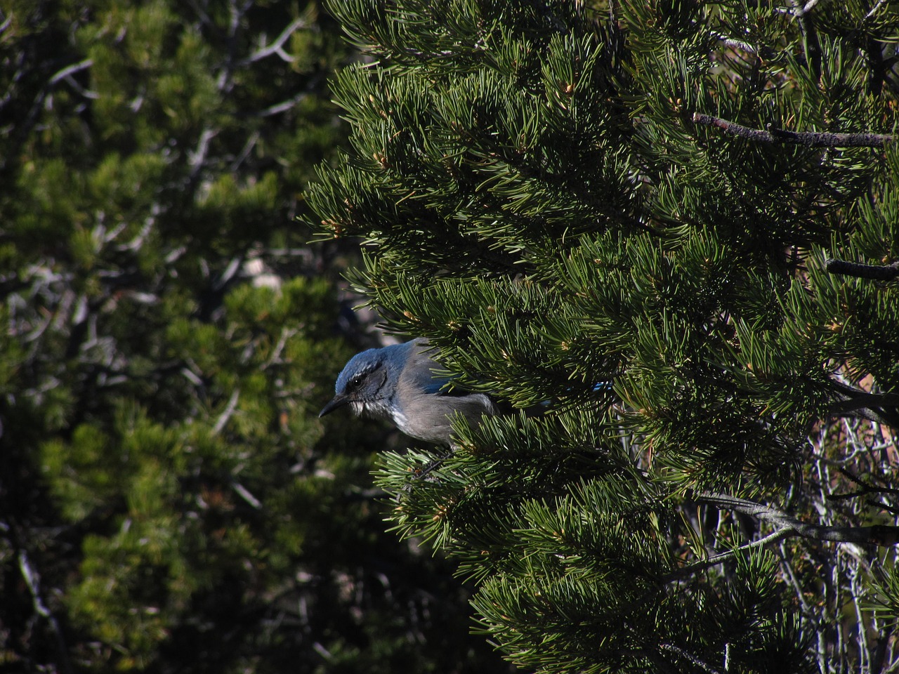 western-scrub-jay-677155_1280