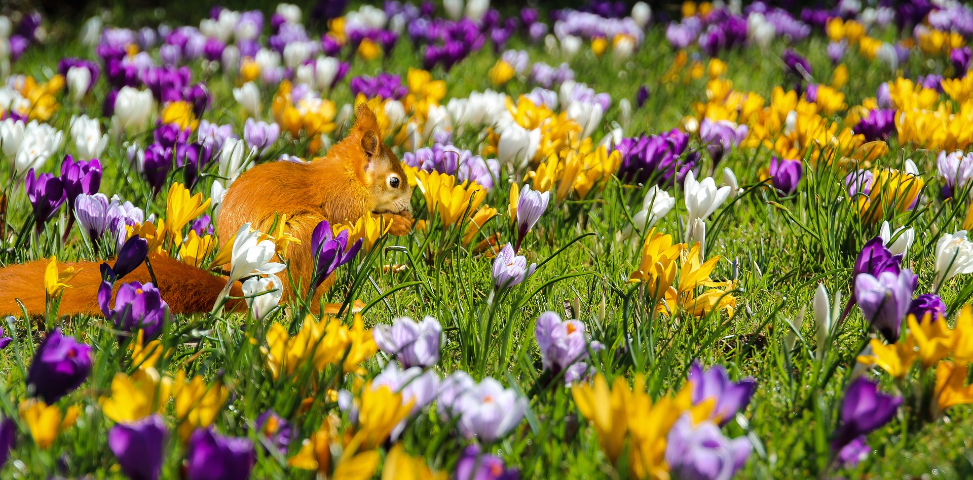 Crocus And Squirrel