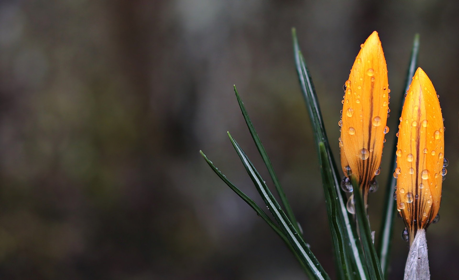crocus-yellow-closeup